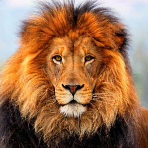 lion